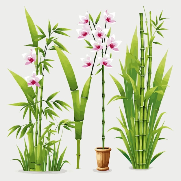 orchid and bamboo