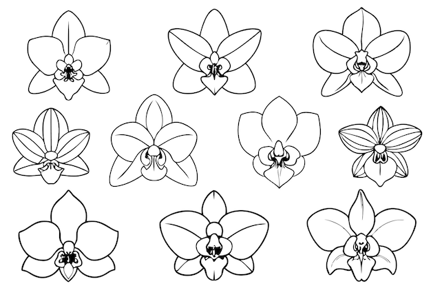 Orchid line art