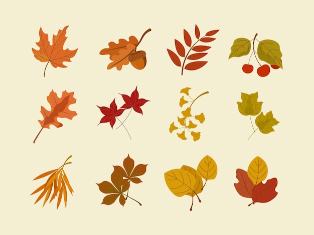Vector organic autumn leaf illustration set