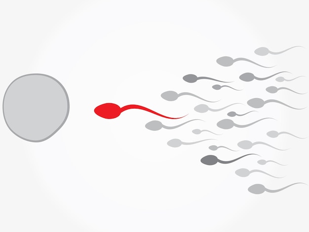 Vector ovum and spermatozoon fertilization