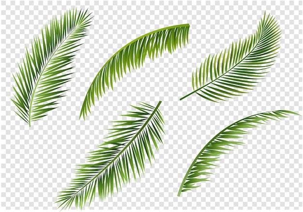 Palm Tree branches Set Isolated Transparent Background