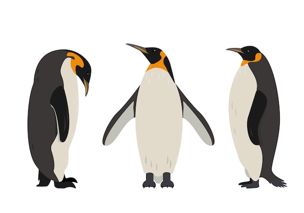 Vector penguin icons set collection of big emperor or king penguins