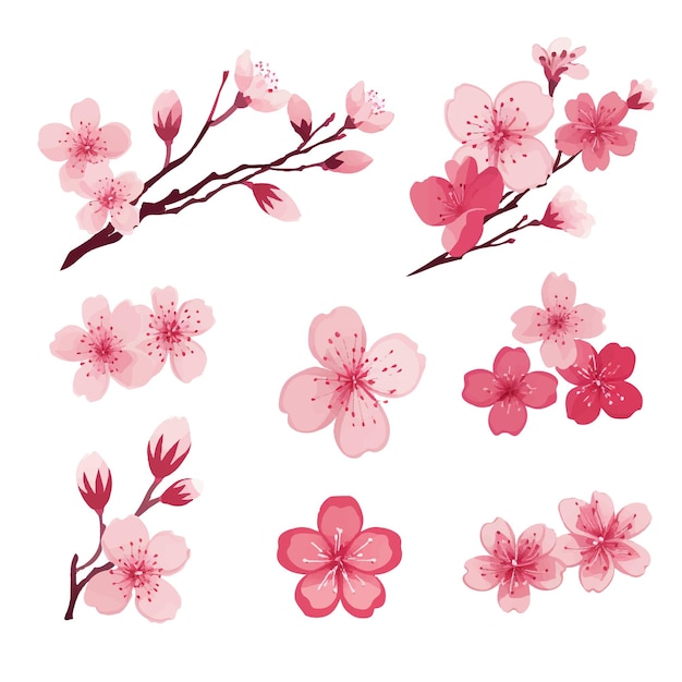 Vector pink japanese cherry blossoms vector cherry blossom japanese sakura