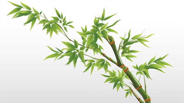 a plant with green leaves on a white background