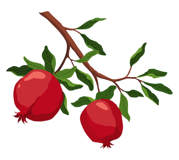 Pomegranate icon Cartoon isolated summer garnet fruit Advertising tropical ripe fruit Vector illustration of healthy food