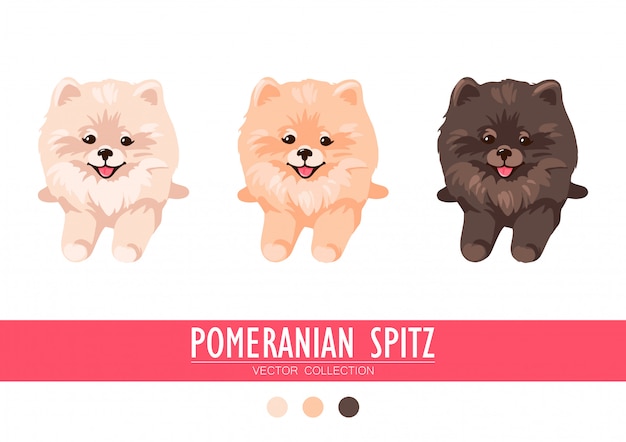 Vector pomeranian spitz cream, orange and dark isolated on white background. cute poms puppies. small german spitz. little dogs.