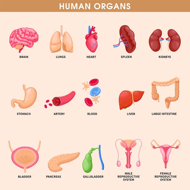 Vector a poster of a human organ with the words human organs.