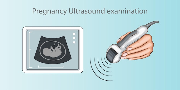 Vector pregnancy ultrasound examination hand holding ultrasound transducer measurement of internal organs