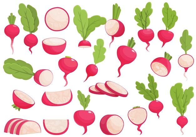 Radish icons set cartoon vector Slice agriculture