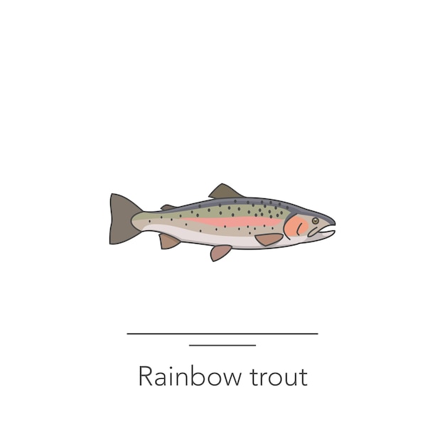 Vector rainbow trout icon outline colorful icon of trout fish on white vector illustration