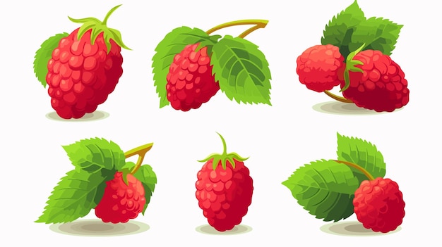 Vector raspberry with leaves flat vector illustration set isolated