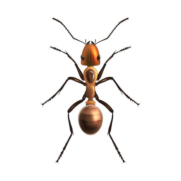 Realistic ant isolated