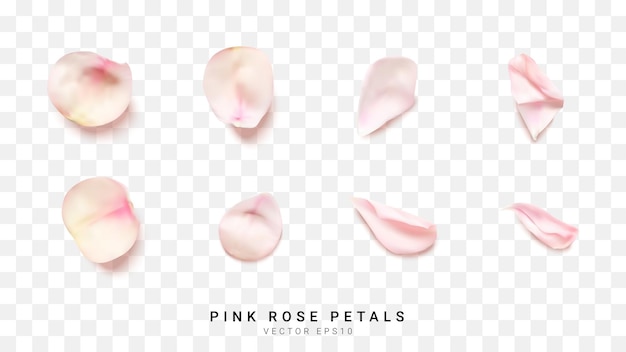 Vector realistic pink rose petals on transparent vector illustration