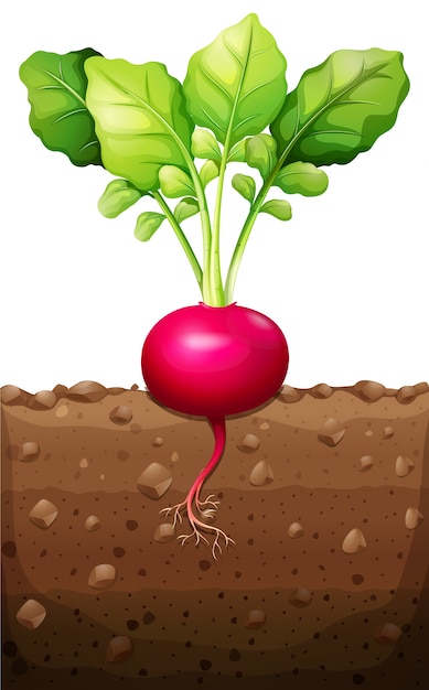 Red radish with roots underground