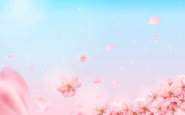 Vector romantic cherry blossom background, flying flowers  on pink and blue background in  illustration