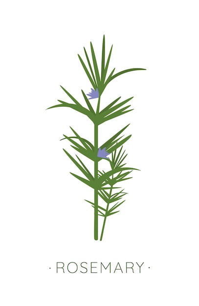 Rosemary culinary herb Vector illustration For cosmetics labels natural health care products