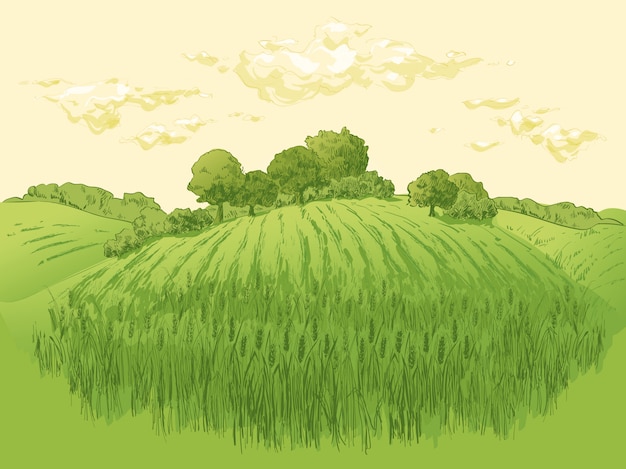 Vector rural landscape field wheat illustration