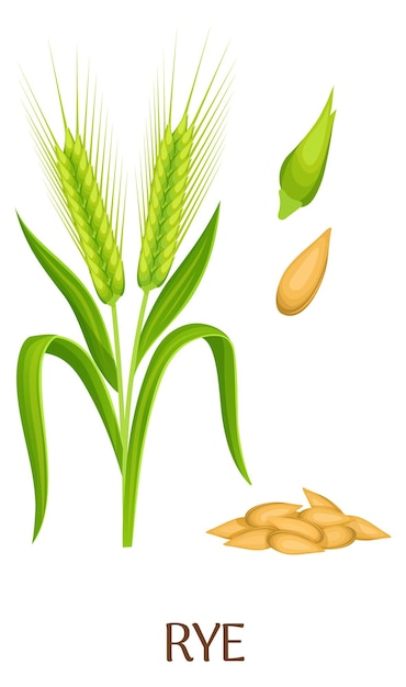 Rye plant and seed grain Cartoon crop illustration