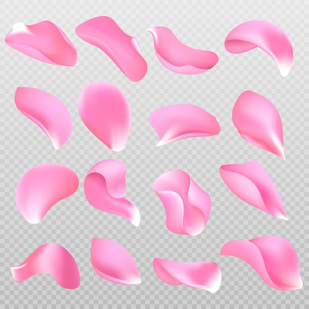 Vector scattered 3d pink rose petals isolated  collection. 