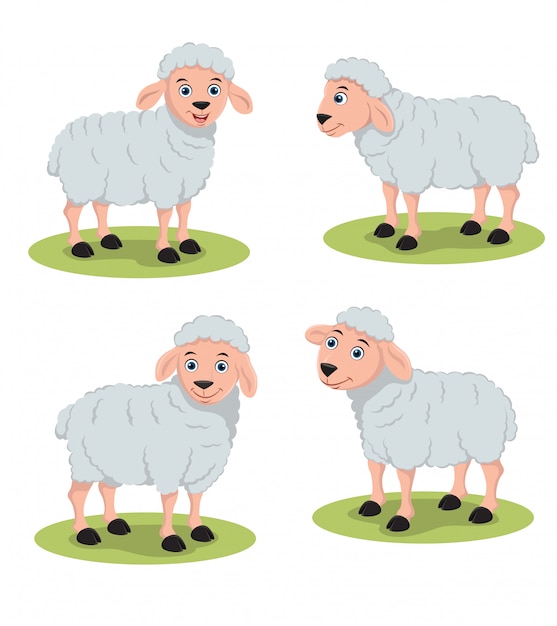 Schapen illustratie