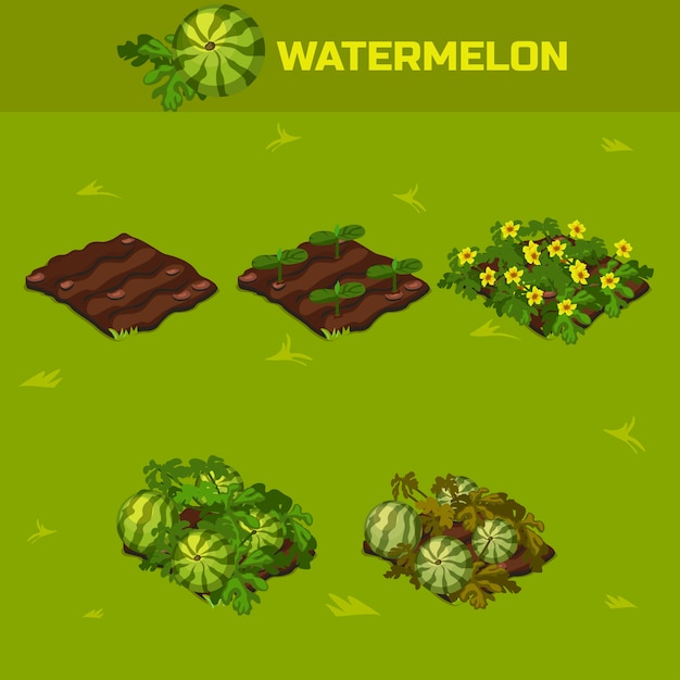 SET 4. Isometric Stage of growth Waterrmelon