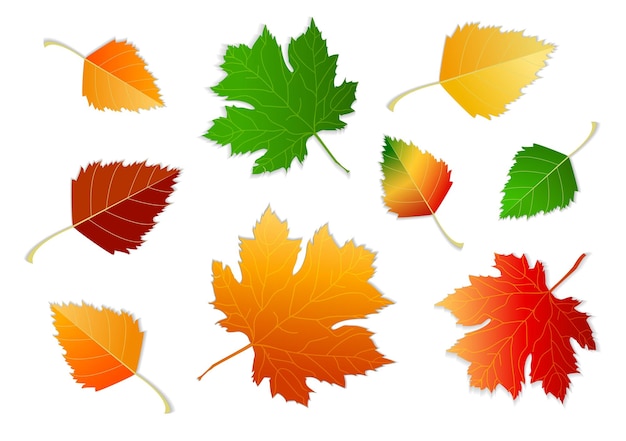 Set of autumn leaves different colors on white and transparent background with shadow concept autumn