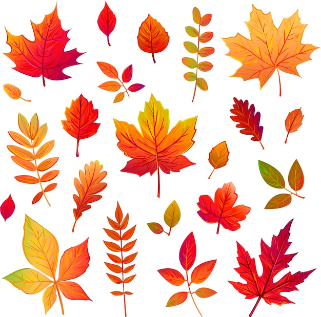 Set of autumn leaves from different trees