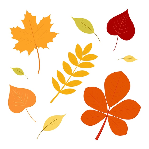 set of autumn leaves illustration