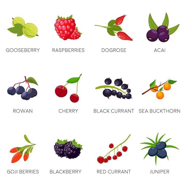 Vector set berries currant cherry raspberries rowan gooseberry dogrose blackberry goji juniper