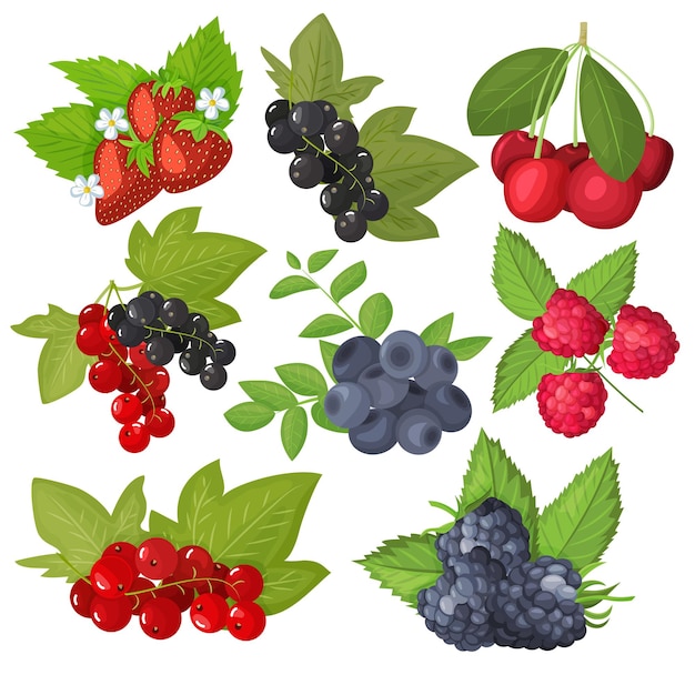 Vector a set of  berries isolated on a white background. blueberries, currants, cherries, strawberries, blackberries, raspberries.