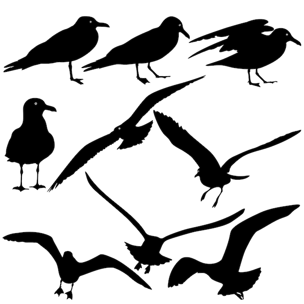 Vector set black silhouettes of seagulls on white background vector illustrations