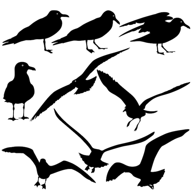 Set black silhouettes of seagulls on white background Vector illustrations