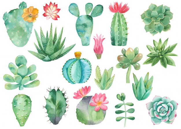 Set clipart of cacti