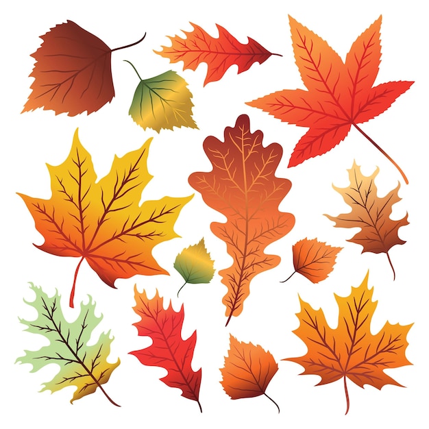 Vector set of colorful autumn leaves isolated on white background