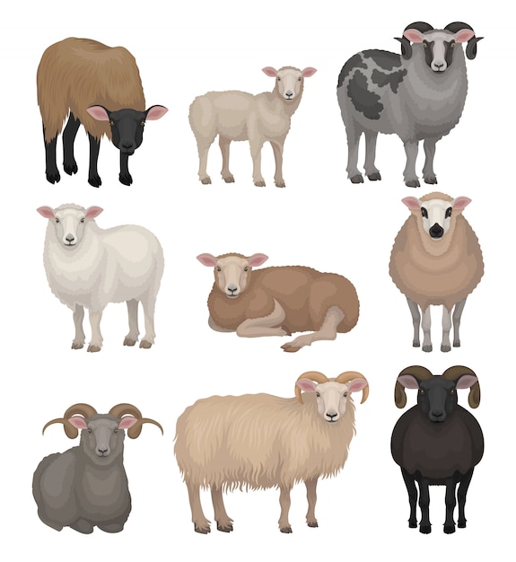   set of cute sheeps and rams. Farm animals with woolly coat and curved horns. Domestic creature. Livestock farming