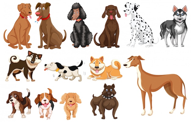 Set of dogs white background