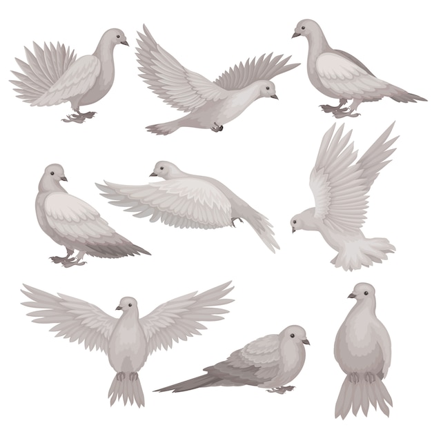 Set of dove in different poses. Bird with small head, short legs and gray feathers.