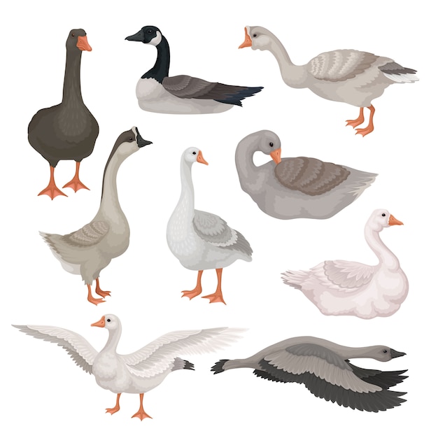   set of gray and white geese in different actions. Wild and farm birds with long necks. Fauna theme