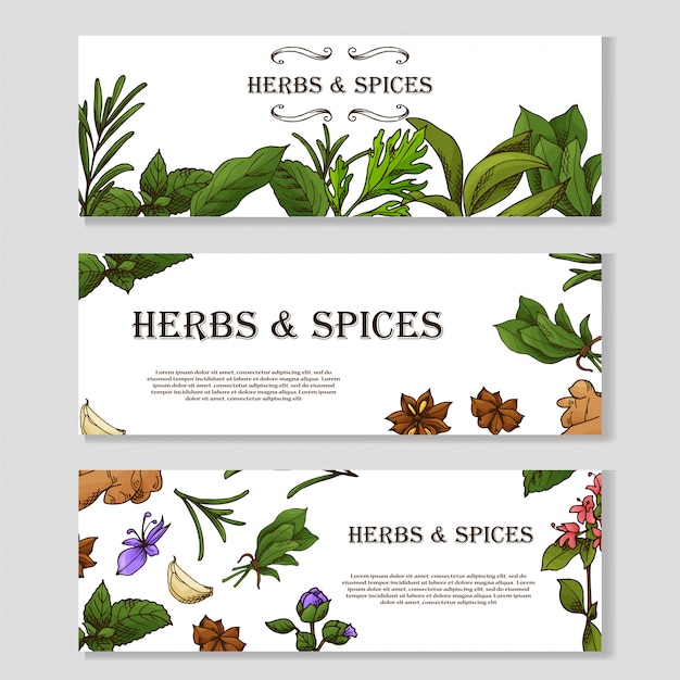 Vector set of hand drawn herbs and spices banners