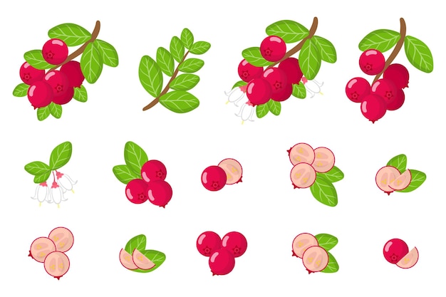 Set of illustrations with Lingonberry exotic fruits, flowers and leaves isolated