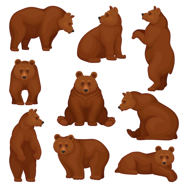 Set of large bear in different poses. Wild forest creature with brown fur. Cartoon character of big mammal animal.