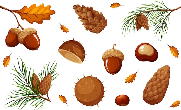 Vector set of natural elements acorns chestnuts cones materials for creativity autumn crafts autumn nature