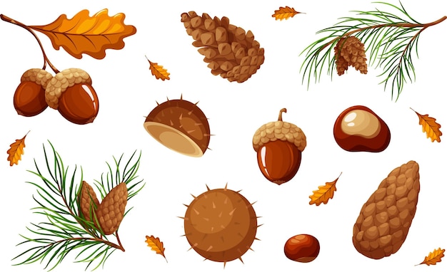 Set of natural elements acorns chestnuts cones materials for creativity autumn crafts autumn nature