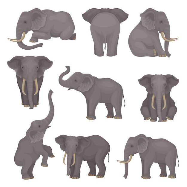 Set o elephants in different poses. African of Asian mammal animals with large ears and long trunks.