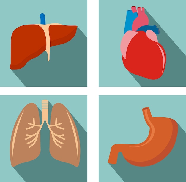 Set of organs lungs liver heart stomach