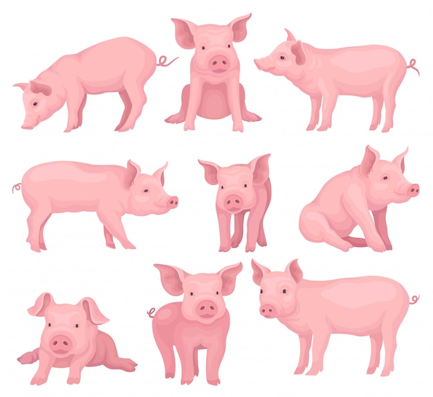 Set of pigs in different poses. Cute farm animal with pink skin,  snout, hooves and big ears. Domestic livestock.  elements for children book or poster. Cartoon style illustrations.