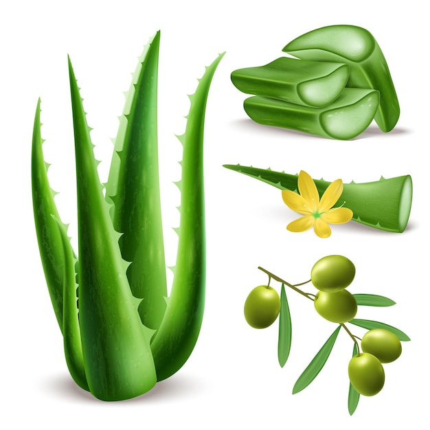 Set of realistic green aloe vera