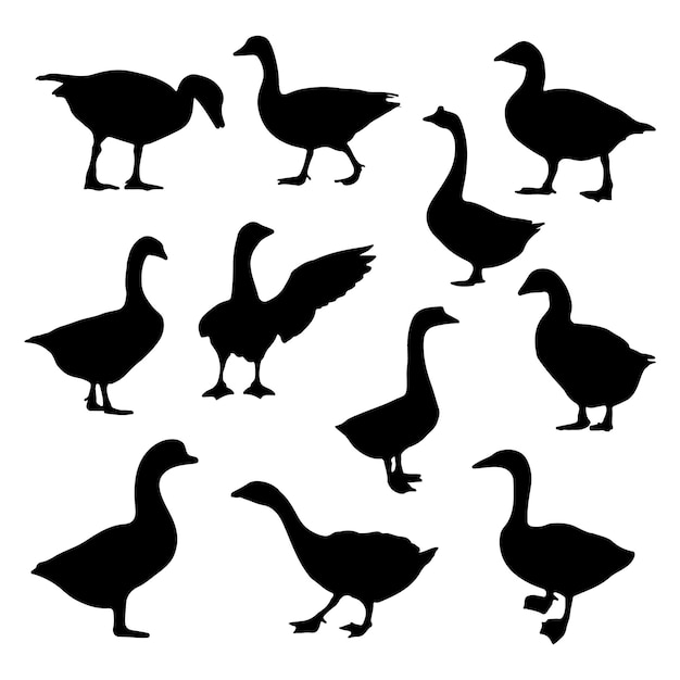 Vector set of swan silhouette flying birds