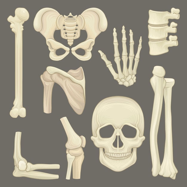 Set or various human's bones.