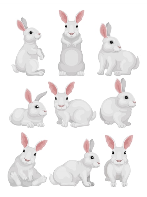   set of white rabbit in different poses. Adorable mammal animal. Hare with long ears and short tail